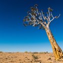 NAM KAR Gondwana 2016NOV19 NaturePark 015 : 2016 - African Adventures, Karas, Namibia, Southern, Africa, Gondwana Nature Park, 2016, November